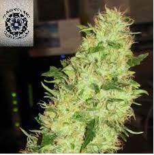 King Tut Autoflower Cannabis Seeds