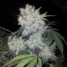 White Widow Photoperiod Cannabis Seeds