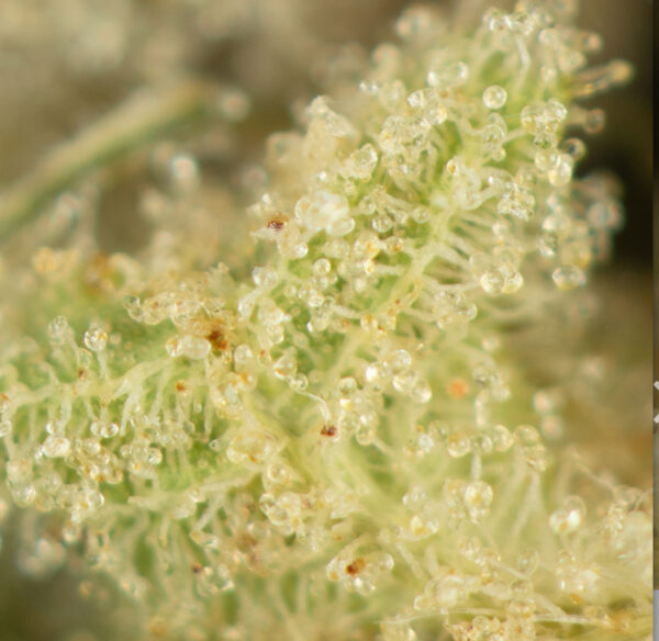 Death Bubba