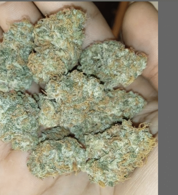 Blue Hill Auto Hybrid Cannabis Seeds